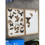 A VINTAGE BOXED COLLECTION OF TAXIDERMY BUTTERFLIES