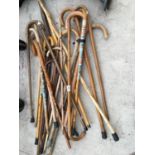 A LARGE QUANTITY OF WOODEN WALKING STICKS