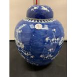 A LARGE CHINESE BLUE AND WHITE PRUNUS PORCELAIN GINGER JAR DOUBLE RING KANGXI 20CM