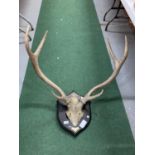 A STAGS HEAD AND ANTLERS MOUNTED ON A WOODEN PLAQUE DATED 1925