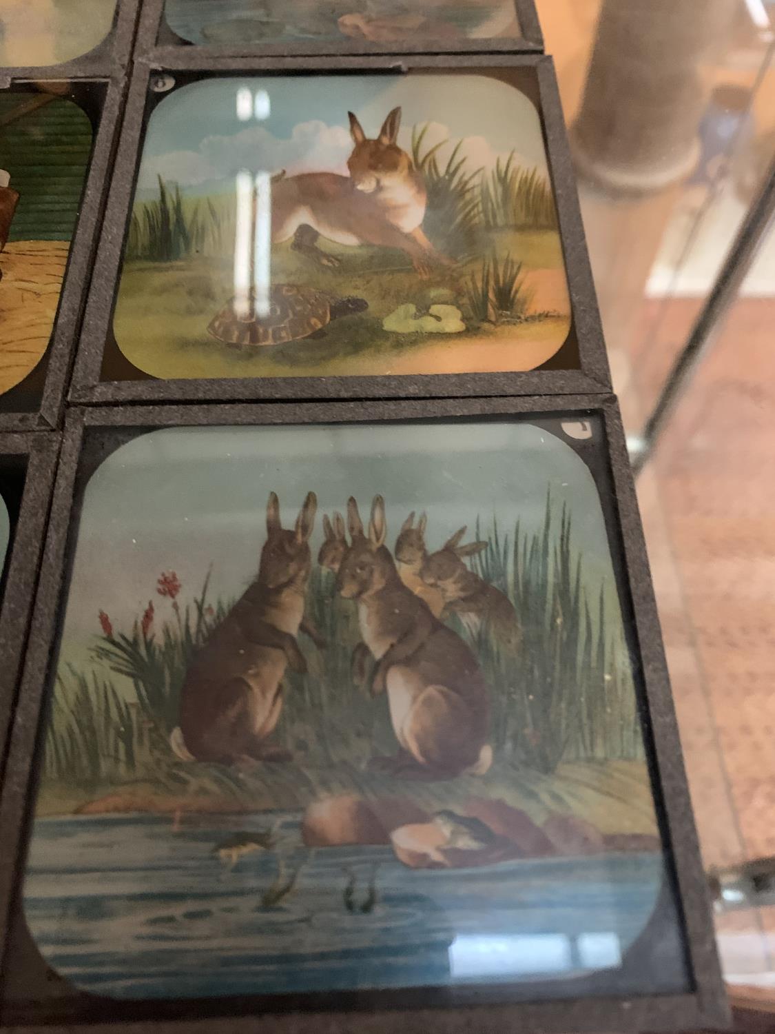 TWO OF THE JUNIOR SERIES OF LECTURERS' COLOURED MAGIC LANTERN SLIDES TO INCLUDE AESOP'S FABLES - Image 8 of 8