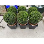 SIX BOX HEDGE PLANTS IN PLASTIC TUBS
