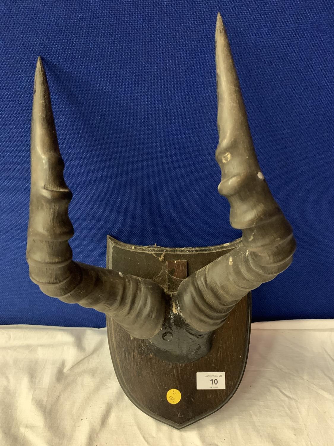 A PAIR OF ANTELOPE HORNS MOUNTED ON A WOODEN PLAQUE