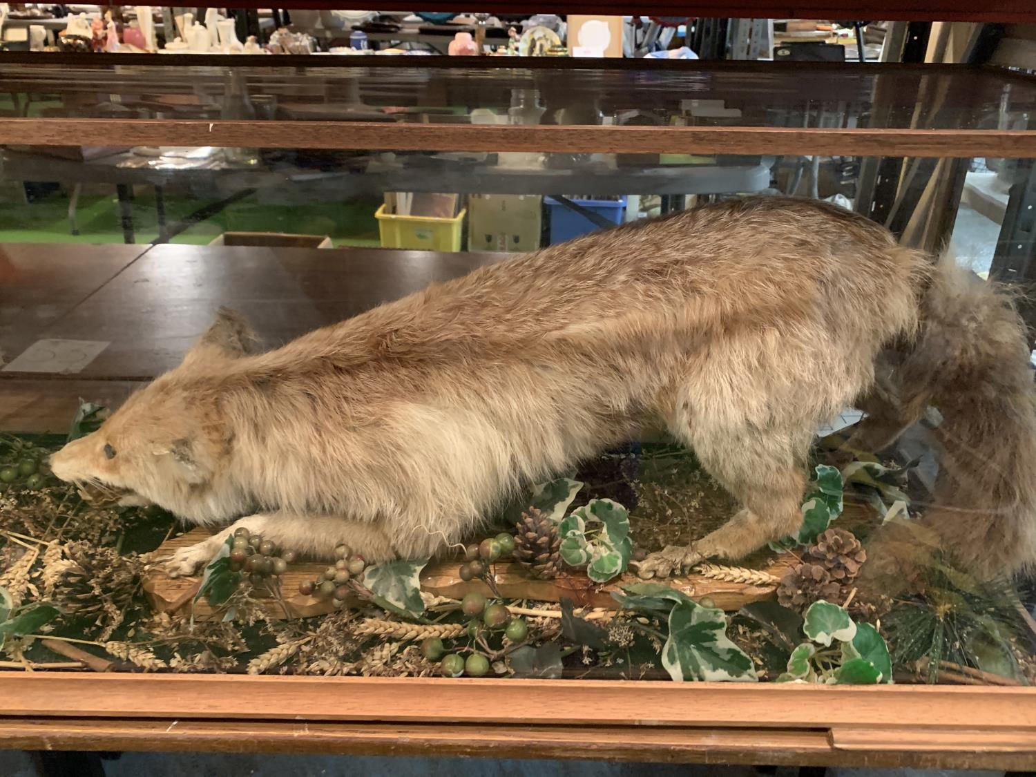 A CASED TAXIDERMY FOX AND CHICKEN - Image 2 of 3