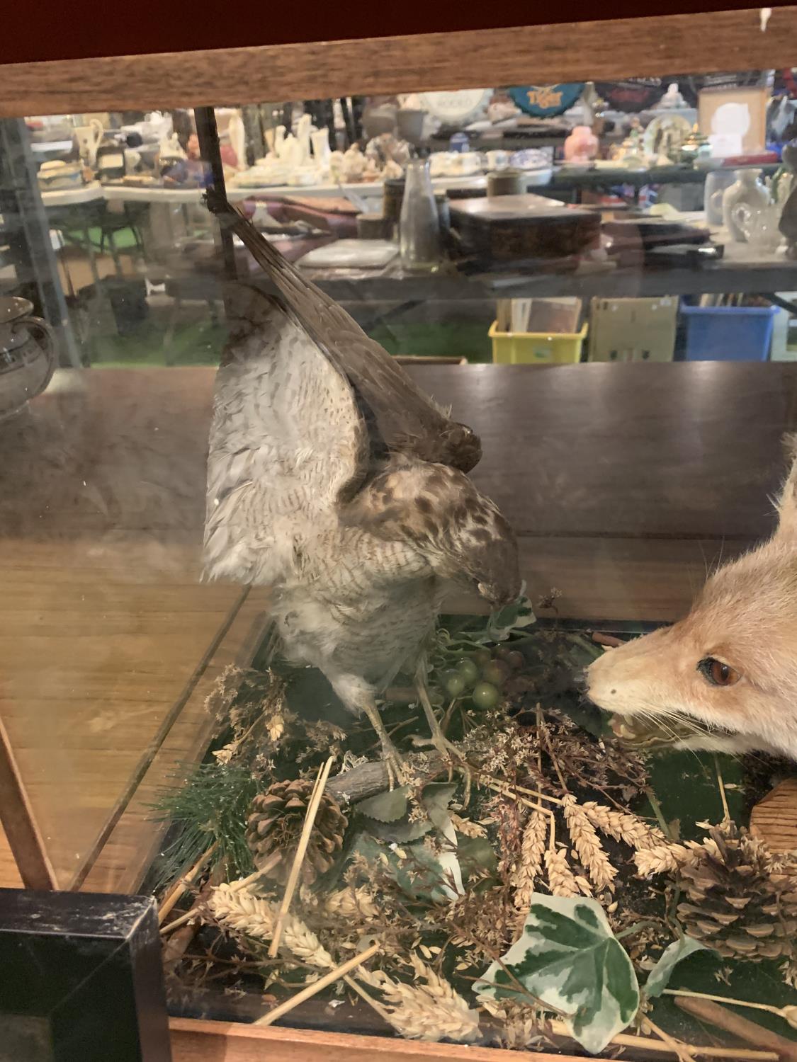 A CASED TAXIDERMY FOX AND CHICKEN - Image 3 of 3