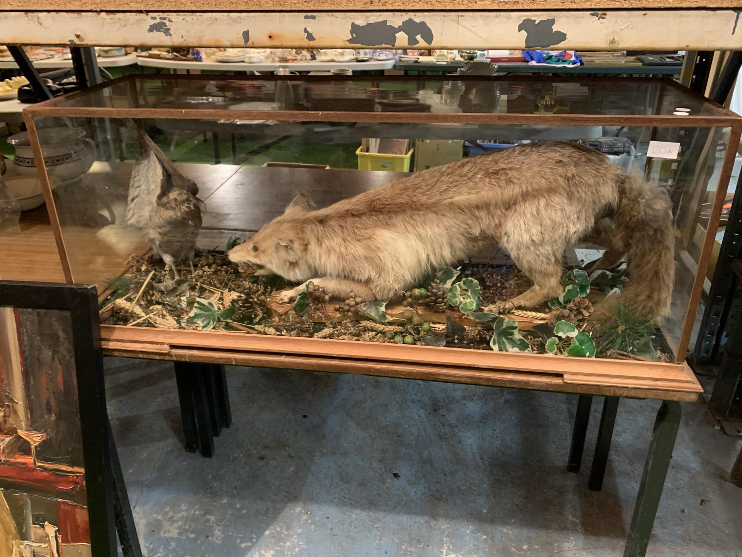 A CASED TAXIDERMY FOX AND CHICKEN