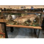 A CASED TAXIDERMY FOX AND CHICKEN