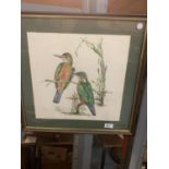 A SIGNED AND FRAMED PRINT OF TWO WOOD PECKERS