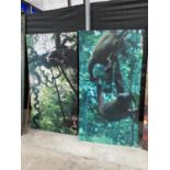 TWO LARGE PRINTS OF CHIMPANZEES AND ORANGUTANS