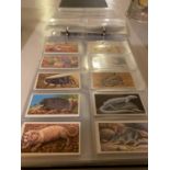 A LARGE QUANTITY OF CIGARETTE CARDS TO INCLUDE FEATURES OF THE WORLD AND DINOSAUR TRAIL