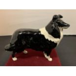 A BESWICK BLACK AND WHITE BORDER COLLIE DOG