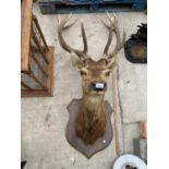A TAXIDERMY STAG'S HEAD MOUNTED ON AN OAK SHIELD