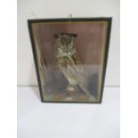 A cased taxidermy long eared owl