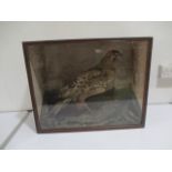 A cased taxidermy Buzzard