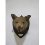 A fox mask taxidermy mounted on wooden shield, named to Cotley Harriers 1937