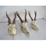 Three roe deer skulls with antlers