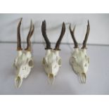 Three roe deer skulls with antlers