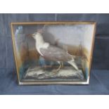 A cased taxidermy seagull, case is 51cm in height, 60cm width.