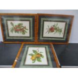 Three framed Botanical prints after K G Lohse