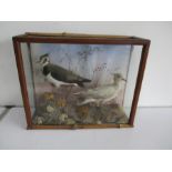 A taxidermy case of two Lapwings