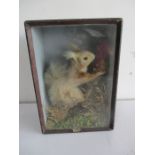 An early 20th century cased taxidermy of a red squirrel in naturalistic setting, label to reverse