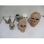 A collection of various replica skulls, along with a roe deer skull & antlers.