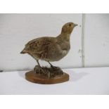 A taxidermy red legged partridge