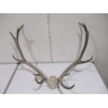 A set of Red Deer Antlers