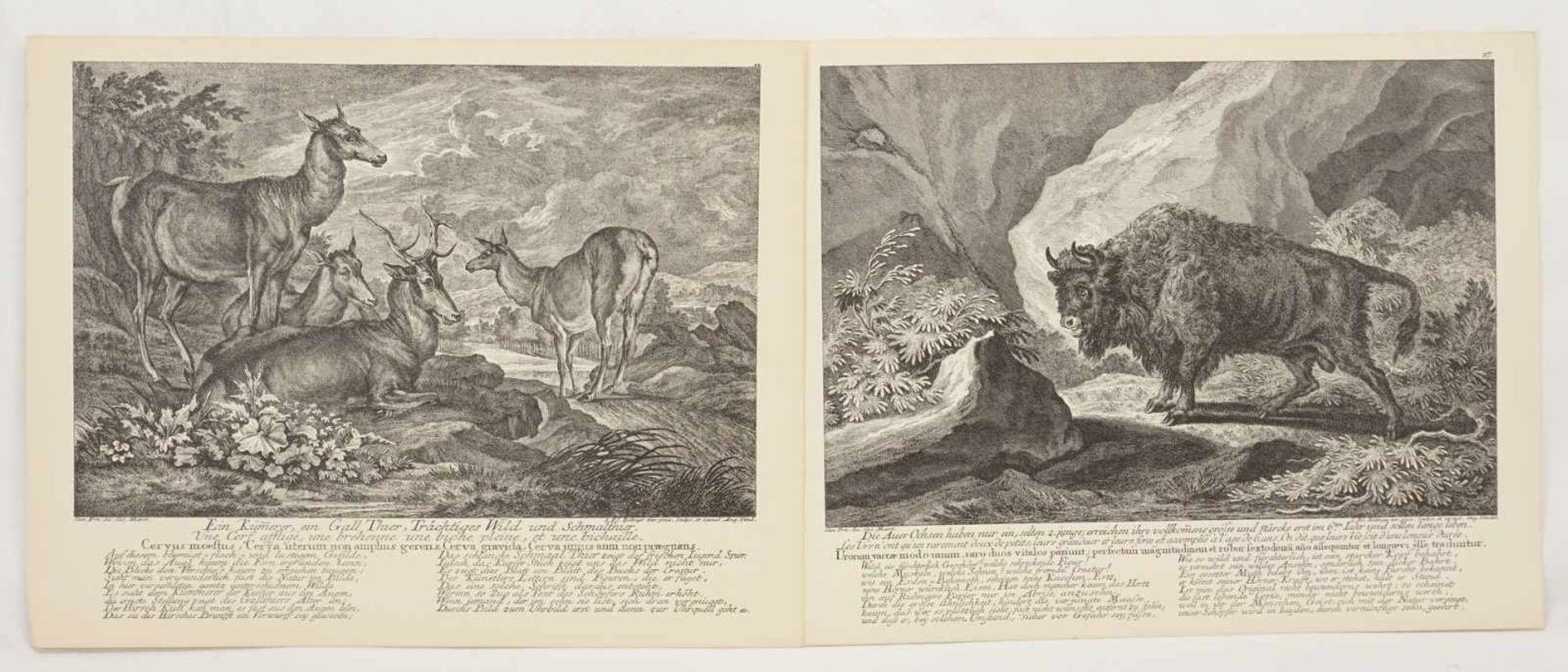 Johann Elias Ridinger, "Zehn Tierdarstellungen" - Bild 3 aus 6