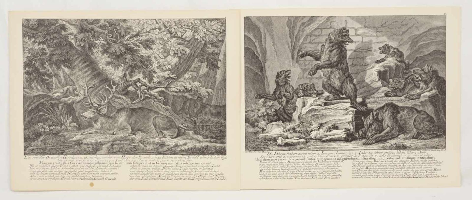 Johann Elias Ridinger, "Zehn Tierdarstellungen" - Bild 4 aus 6