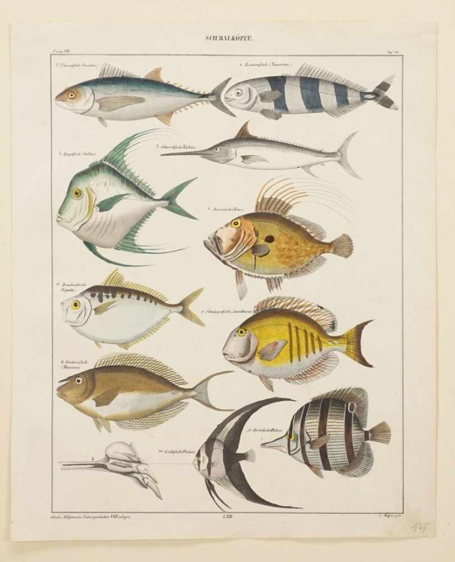 C. Meyer, "Schmalköpfe (Fische)" - Bild 3 aus 3