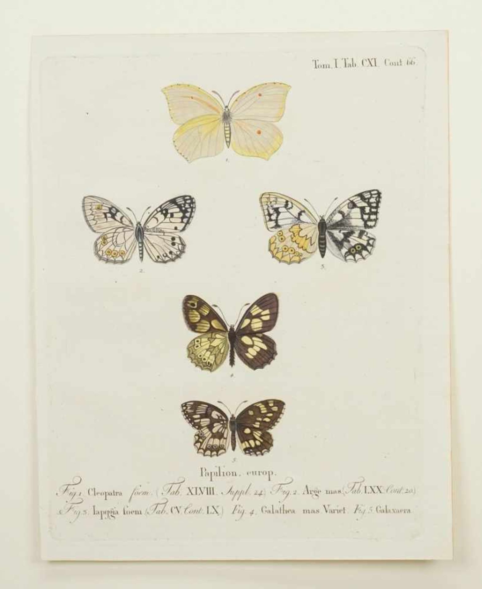 Naturkundliches Blatt, "Papilion. europ. (Europäische Schmetterlinge)" - Bild 3 aus 3