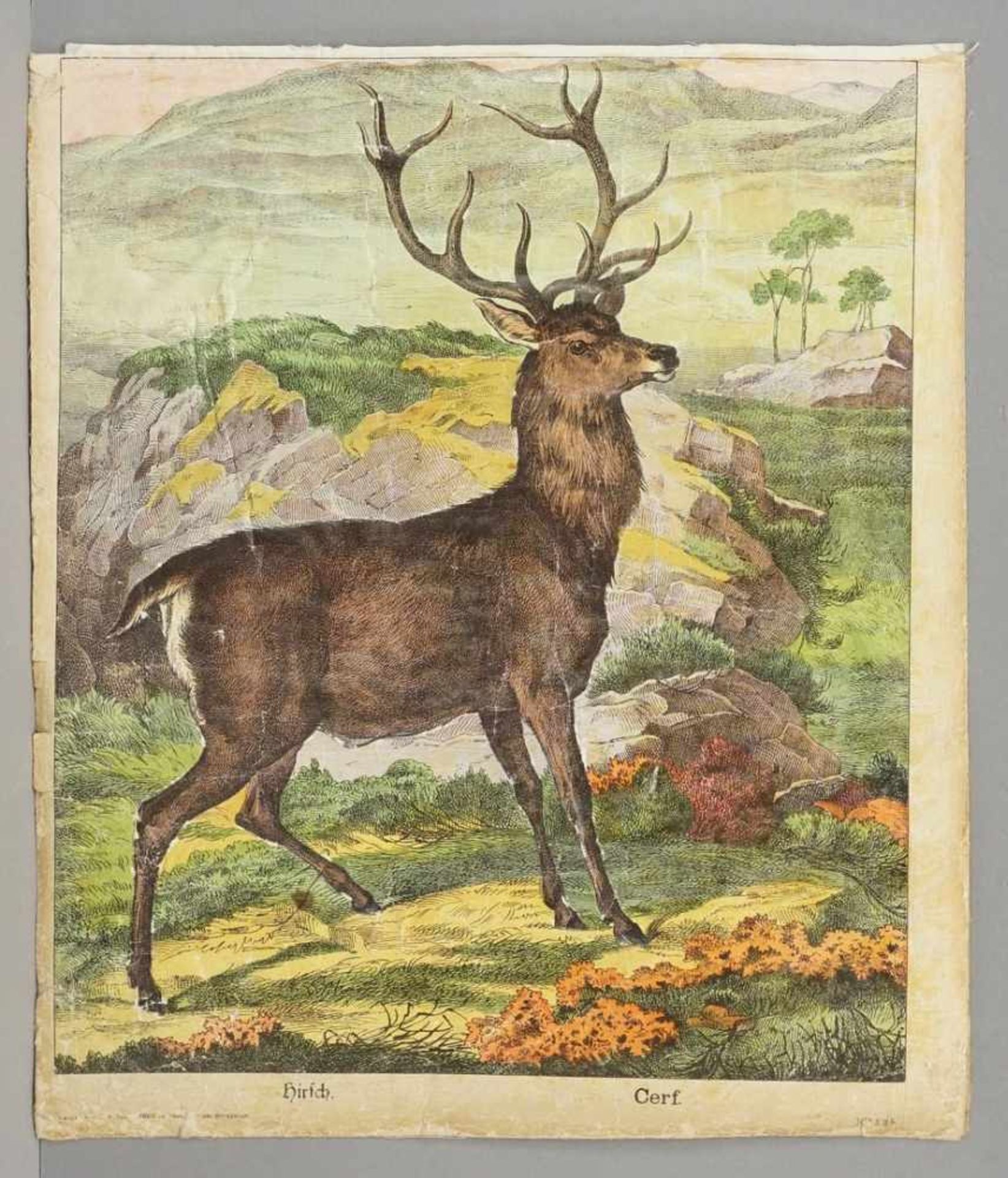 J. F. Schreiber Verlag, Esslingen, 16 farbige Tierdarstellungen - Bild 5 aus 5