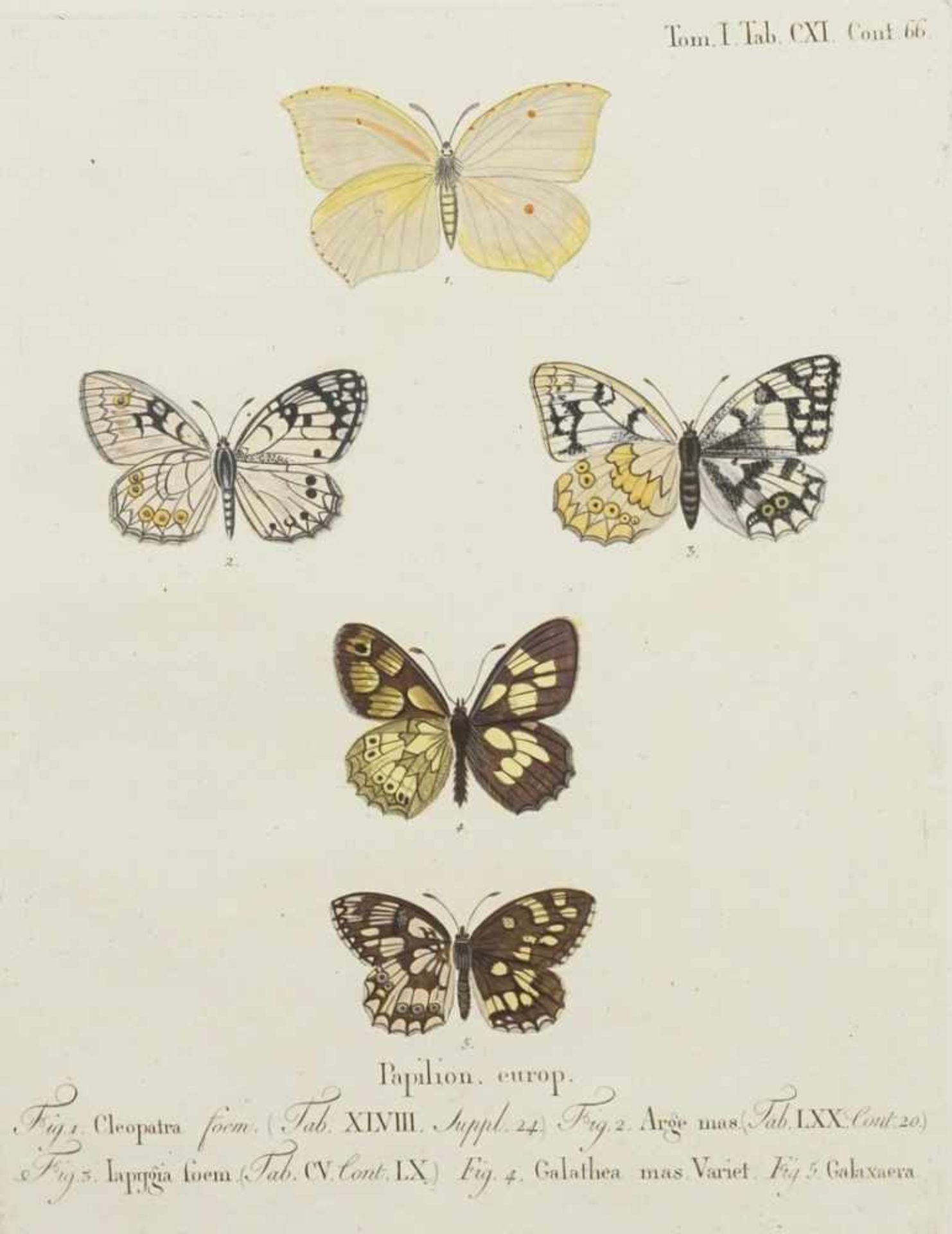 Naturkundliches Blatt, "Papilion. europ. (Europäische Schmetterlinge)"
