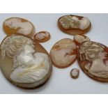 x8 assorted cameo shells