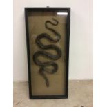 A taxidermy Indonesian Black water snake. In cased frame. 56cm x 25cm