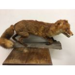 A taxidermy fox on log.