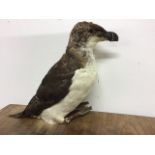 A taxidermy razorbill. W:cm x D:cm x H:19cm