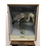 A boxed taxidermy specimen of a heron. Box: W:52cm x D:31cm x H:66cm