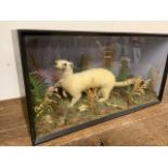 A taxidermy stoat W:44cm x D:17cm x H:23cm