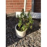 A stone cylindrical white painted planter and contents. Dimensions: W:26cm x D:26cm x H:25cm