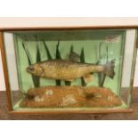Taxidermy cased fish with preservers label.