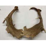 A pair of antlers W:45cm x D:20cm x H:55cm