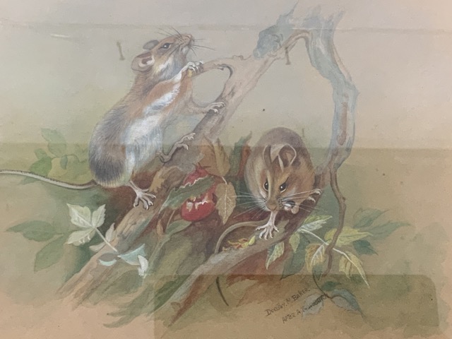 Three original artworks including a watercolour of field mice by Dorothy Baker also with a - Image 2 of 5