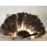 Victorian ostrich & cellulose large fan