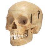 An articulated human skull, the upper cranium with removable section, H 15 cm