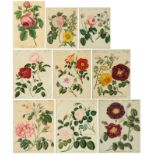 A collection of eight botanical prints of roses, each of them with the inscription 'Nach Nat. gezeic