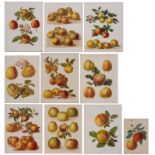 A collection of nine botanical chromo litho prints depicting apples, after the drawings by Alice B.