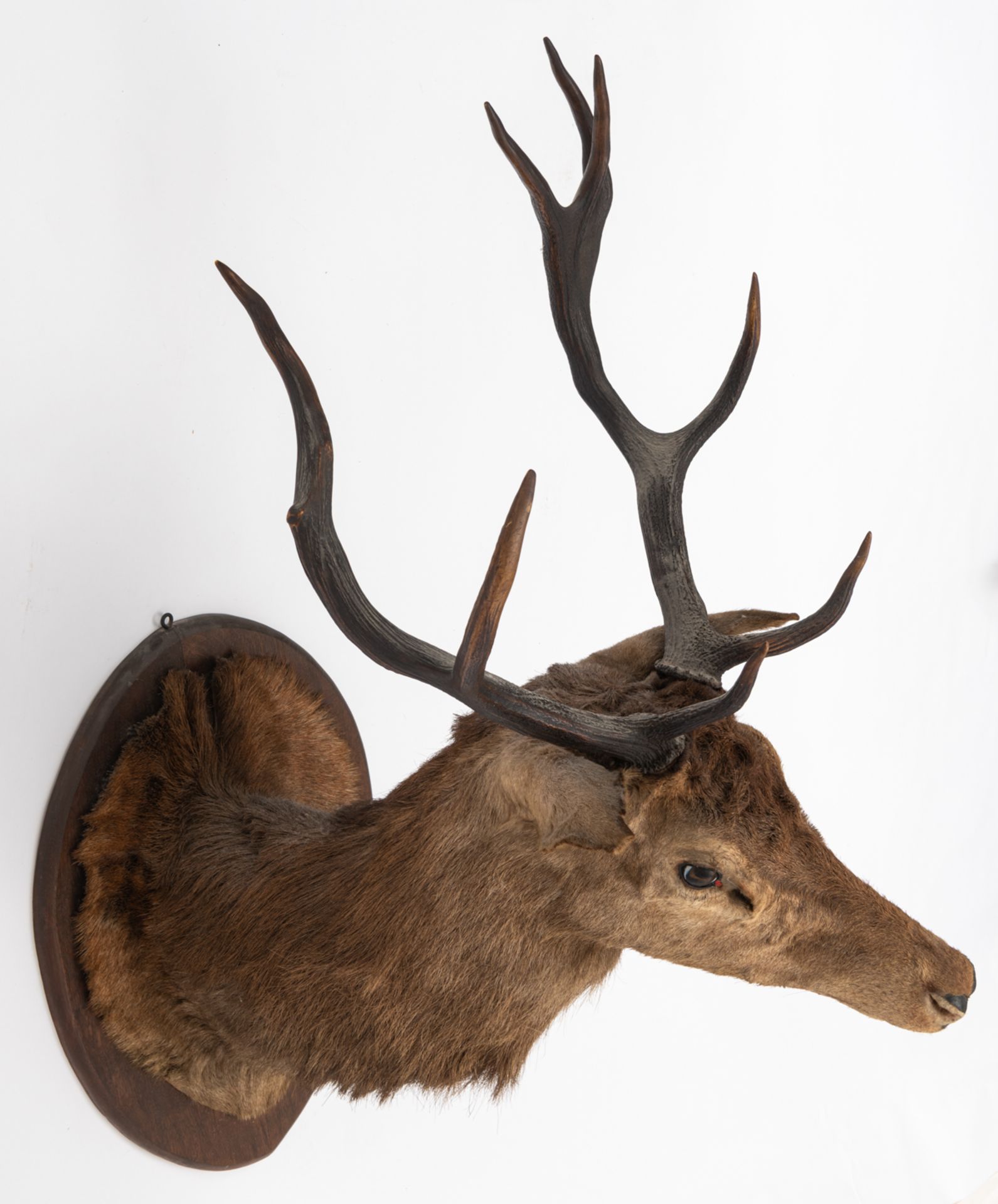 Two hunting trophies of deer, H 105 - 120 cm - Bild 5 aus 5