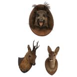 A collection of three hunting trophies, consisting of one wild boar and two roe deer, H 37 - 50 cm